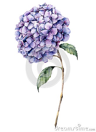 Watercolor violet hydrangea. Hand painted blue flower with leaves and branch isolated on white background. Natur Cartoon Illustration