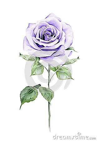 Watercolor violet rose Cartoon Illustration