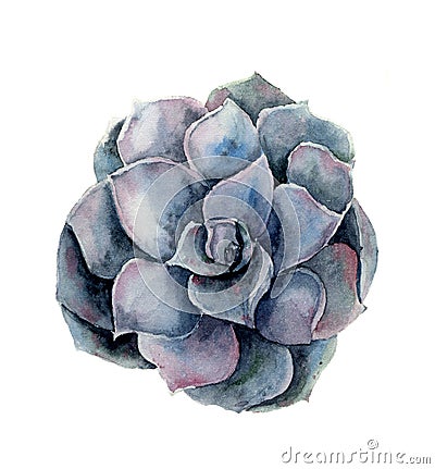 Watercolor violet succulent flower. Hand painted floral illustration isolated on white background. Botanical Cartoon Illustration