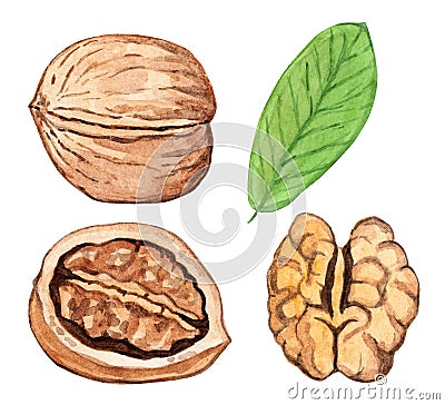 Watercolor walnut set isolated on white background Cartoon Illustration