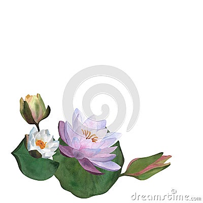 Watercolor waterlilies, leaves buds Floral for postcards, spa yoga logos, invitations For Women&#s day 2024, birthday Cartoon Illustration