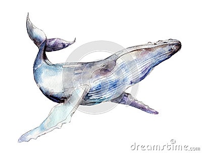 Watercolor whale, hand-drawn illustration isolated on white. Cartoon Illustration