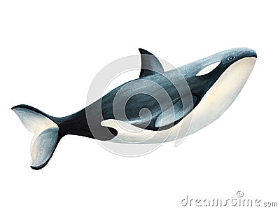 Watercolor whale killer isolated on white background. Hand painting realistic Arctic and Antarctic ocean mammals. For Stock Photo