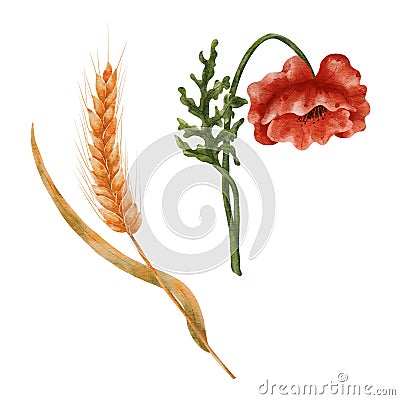 Watercolor wheat and field poppies. Elements isolated on a white background. A ripe ear of wheat. Stock Photo