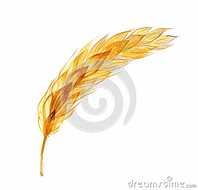 Watercolor wheat plant. Transparent realistic cereal. Hand drawn botanical illustration isolated on white. Abstract x Cartoon Illustration