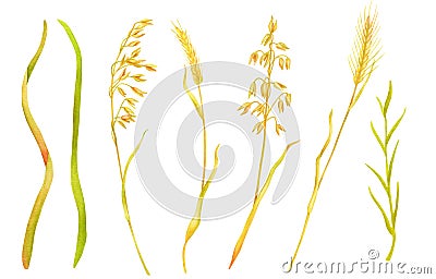 Watercolor wheat spikelets set. Hand painted ripe barley ears, rye grains isolated on white background. Cereal dry Cartoon Illustration