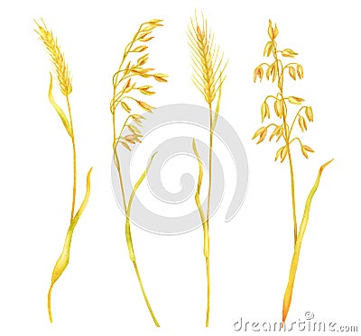 Watercolor wheat spikelets set. Hand painted ripe barley ears, rye grains isolated on white background. Cereal dry Cartoon Illustration