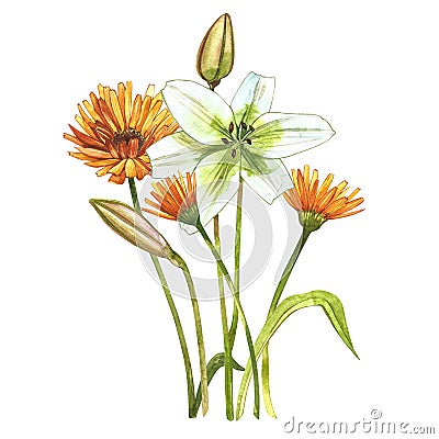 Watercolor white lilies. Wild flower set isolated on white. Botanical watercolor illustration, white lilies bouquet Cartoon Illustration