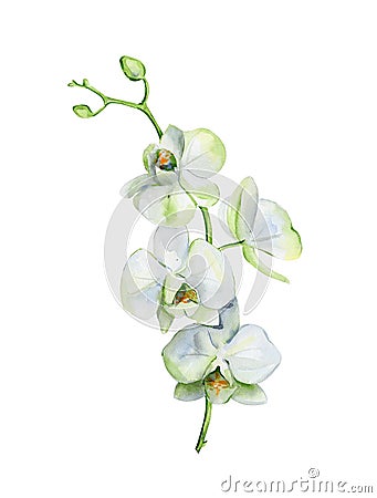 Watercolor of white orchid flower isolated on white background. Cartoon Illustration