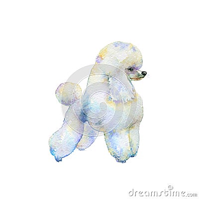 Watercolor poodle dog Cartoon Illustration