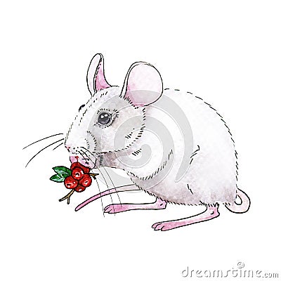 Watercolor white rat or mouse illustration with nice red christmas berries. Cute little mouse a simbol of chinese 2020 new year Cartoon Illustration