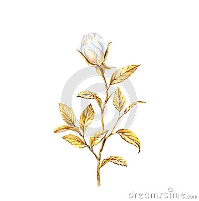 Watercolor white rose branch with gloden leaves. Realistic flower bud isolated on white. Botanical floral illustration Cartoon Illustration