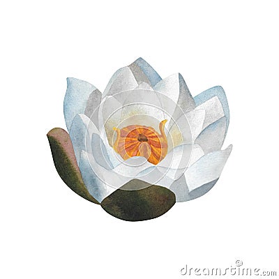 Watercolor white waterlily Hand painted floral illustration isolated nenuphar Cartoon Illustration