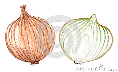 Watercolor whole and cut onion set isolated on white background Cartoon Illustration