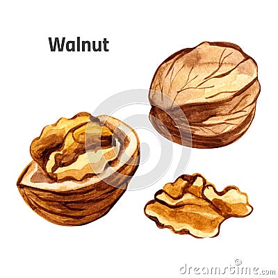 Watercolor whole and piece walnut ingredient set hand drawn illustration isolated on white Cartoon Illustration