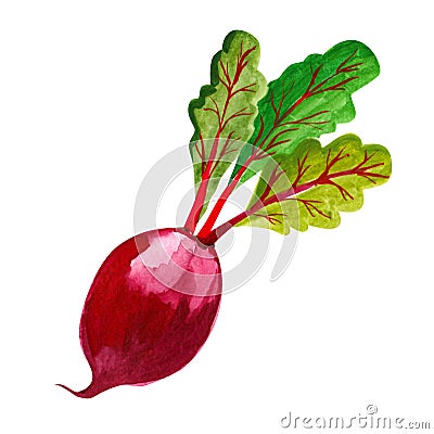 Watercolor whole single beetroot with leaf hand drawn illustration isolated on white Cartoon Illustration