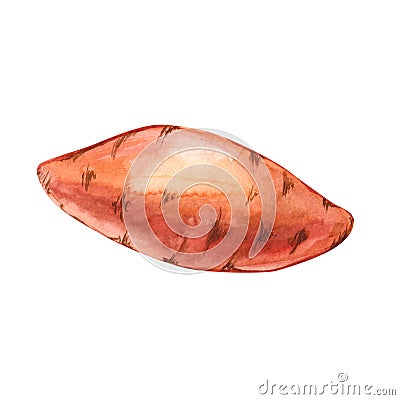 Watercolor whole single sweet potato hand drawn illustration isolated on white Cartoon Illustration