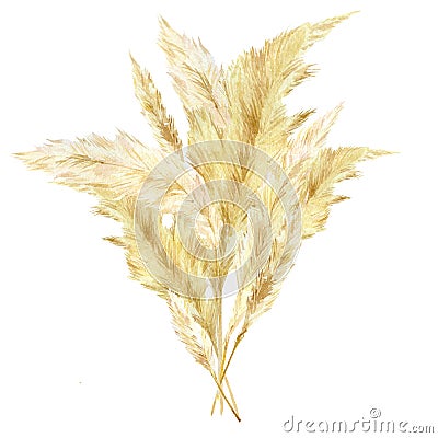 Watercolor wild floral bouquet. Pampas graas for design boho and modern style . Panicle Cortaderia selloana South America Stock Photo