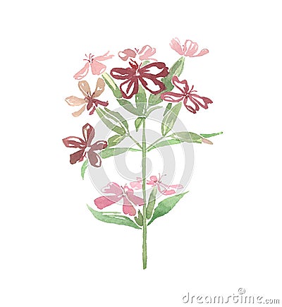 Watercolor wild flower on white background Stock Photo