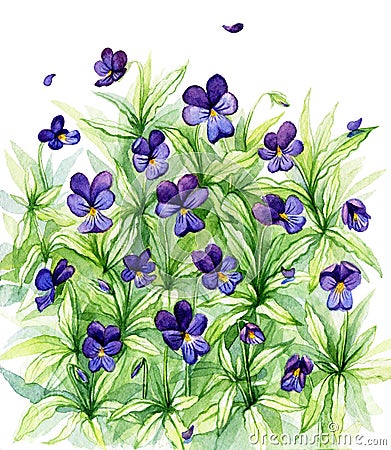 Watercolor wild forest violets Stock Photo