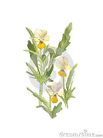 Watercolor wild pansies flower on white background Cartoon Illustration