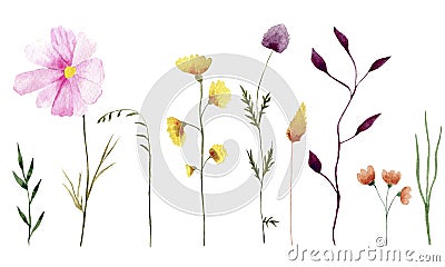 Watercolor wildflowers illustrations set. Stock Photo