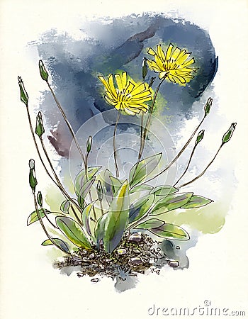 Watercolor wildflowers Stock Photo