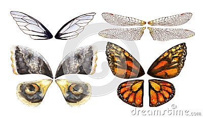 Watercolor wings of butterflies and moths Stock Photo