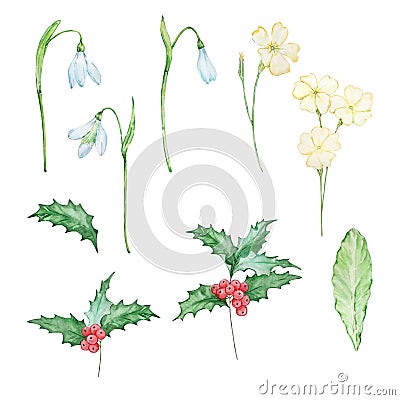 Watercolor winter flowers, december, january and february month birth flower Vector Illustration