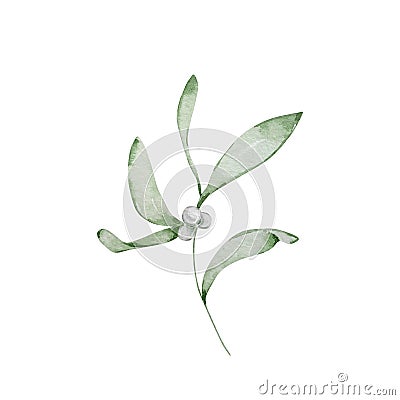 Watercolor winter illustration, mistletoe branch Cartoon Illustration