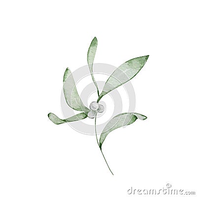 Watercolor winter illustration, mistletoe branch Vector Illustration