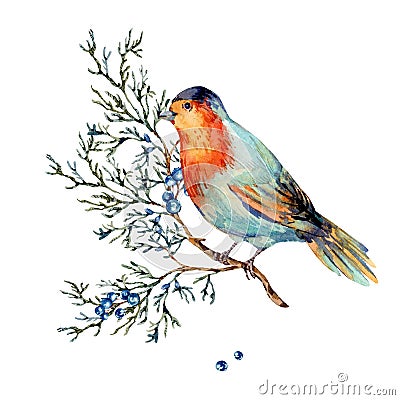 Watercolor woodland bird with blue berries, moth and fir branches. Forest natural illustration Cartoon Illustration