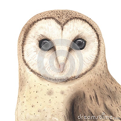 Watercolor woodland owl Cartoon Illustration
