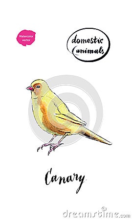 Watercolor yellow canary bird Vector Illustration