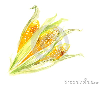 Watercolor yellow corn. Vector Illustration