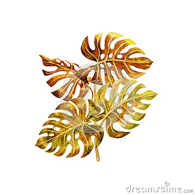 Watercolor picture of tropical yellow leaves Monsterra Bush Stock Photo