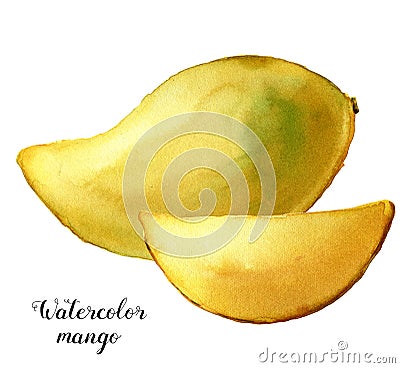 Watercolor yellow mango. Hand painted tropical fruits isolated on white background. Botanical food illustration for Cartoon Illustration