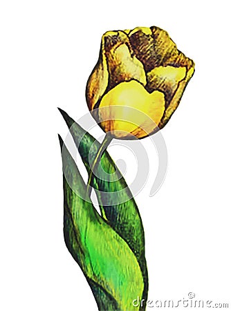 Watercolor yellow tulip flower. Cartoon Illustration