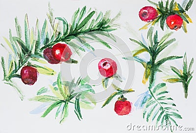 Watercolor yew berries. Illustration on watercolor paper, not isolated Stock Photo