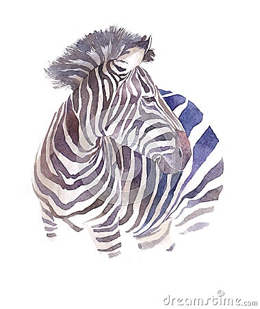 Watercolor zebra illustration isolated Cartoon Illustration