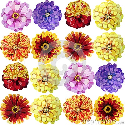 Watercolor zinnia pattern Vector Illustration