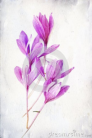 Watercolored Colchicum (autumn Crocus) Stock Photo