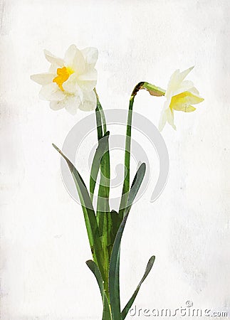 Watercolored daffodil Stock Photo