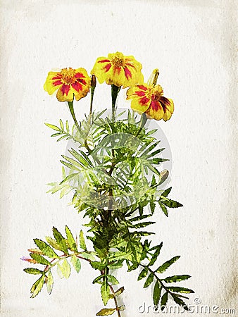 Watercolored yellow marigold Stock Photo