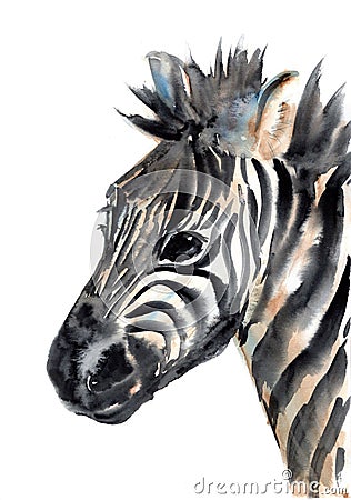 Watercolour Cute Zebra Portrait Painting Illustration Stock Photo