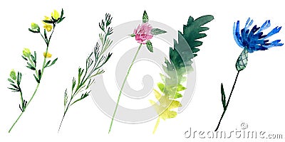 Watercolour field plants Cartoon Illustration