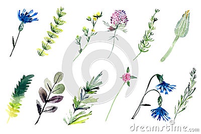 Watercolour field plants Cartoon Illustration