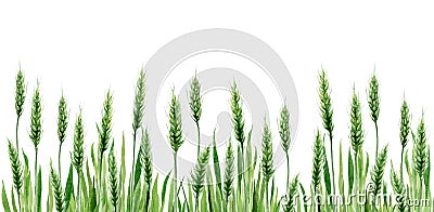 Watercolour Green Wheat Grass Background. Cereal Meadow Plant Watercolor illustration on white background. Cartoon Illustration