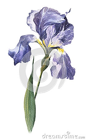 Watercolour hand-drawn spring and summer iris flower Cartoon Illustration