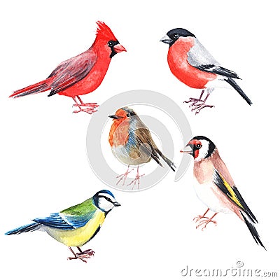 Watercolour hand painted bird cardinal. Bright illustration isolated element on white background. Black red grey colour feather. Cartoon Illustration